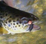 Brown with bugger.jpg