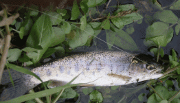 Picture 42.gif
