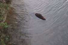 beaver1.jpg