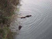 beaver2.jpg