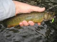 Brookie with Green Weenie.JPG