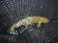fish1.jpg