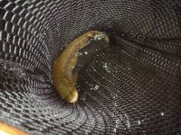 fish2.jpg