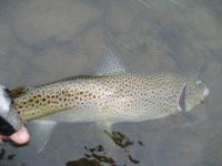 2011 Release.JPG
