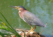 green-heron-9.jpg