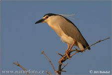 night-heron-12429.jpg