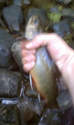 Dunbar Creek 2.jpg