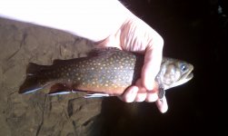 Dunbar Creek 3.jpg