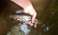 Dunbar Creek 4.jpg