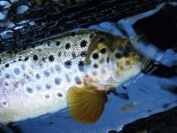 Fish 1.jpg