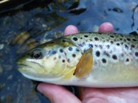 Fish 3.jpg