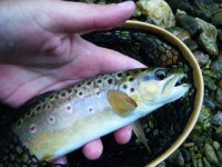 Fish 4.jpg