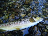 Fish 5-1.jpg