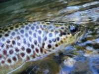Fish 5-2.jpg