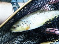 Fish 6.jpg