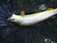 Fish 7.jpg