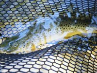 Fish 8.jpg