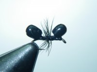 McMurray ant.jpg