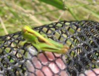 Hopper2.jpg