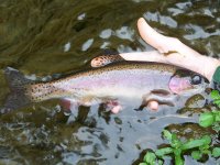 100_1417.jpg