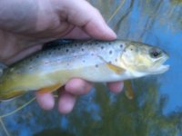 Tredyffrin-20111009-00134.jpg