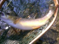 Tredyffrin-20111009-00135.jpg