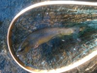 Tredyffrin-20111009-00136.jpg