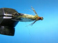 caddis 001.jpg