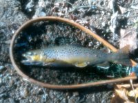 Saucon Brownie 1105.jpg