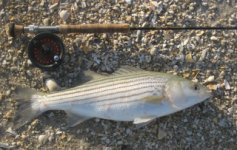 Striper 1.jpg