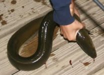 eel.jpg