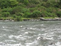 Typical high Water Run ,unfishable due to the wind..jpg