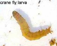 cranefly2.jpg