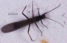 Tiny Winter Black Stonefly - Capniidae.jpg