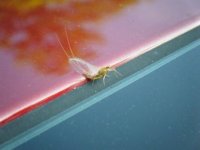 Spruce Creek Mayfly.jpg