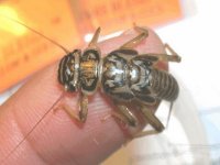 5-29-08 010 Agnetina capitata.jpg