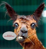 angry llama.jpg