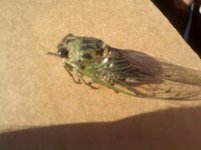 cicada.jpg