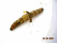 cranefly fly tinicum.jpg
