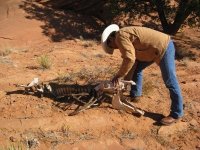 horse carcass.JPG