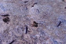 Lots of stoneflies.JPG