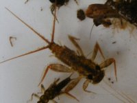 4-7-12 insects 026.jpg