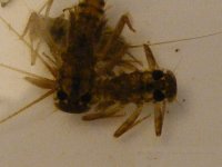 4-7-12 insects 080.jpg