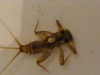 4-7-12 insects 055.jpg