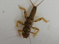 4-7-12 insects 040.jpg