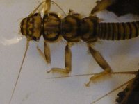 4-7-12 insects 061.jpg