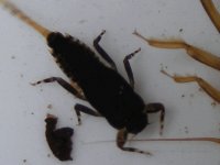 4-7-12 insects 017.jpg