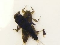 4-7-12 insects 073.jpg
