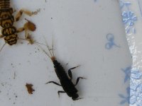 4-7-12 insects 030.jpg
