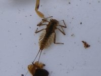 4-7-12 insects 013.jpg